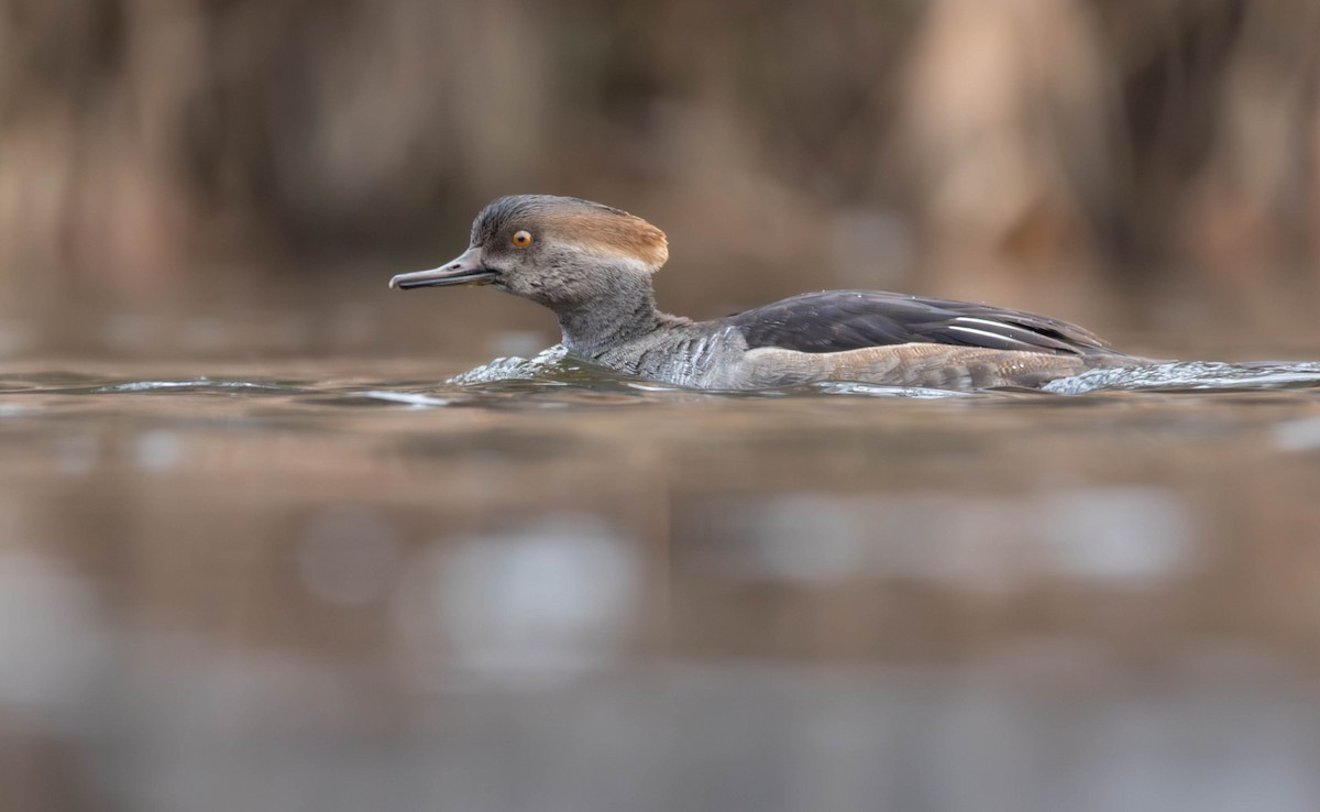 Hooded Merganser - ML645448580