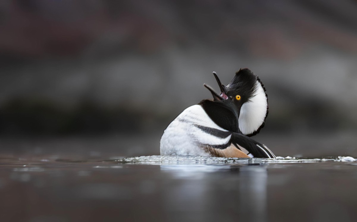 Hooded Merganser - ML645448581
