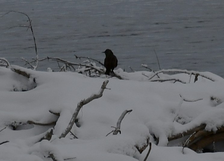 European Starling - ML645448591