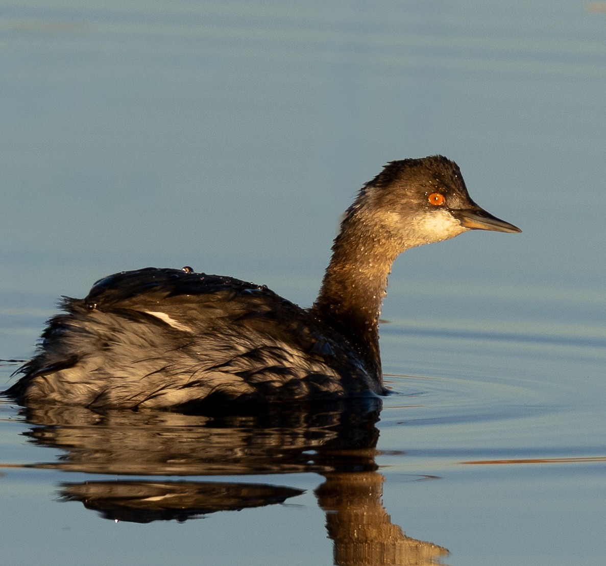 Grèbe à cou noir - ML645448593