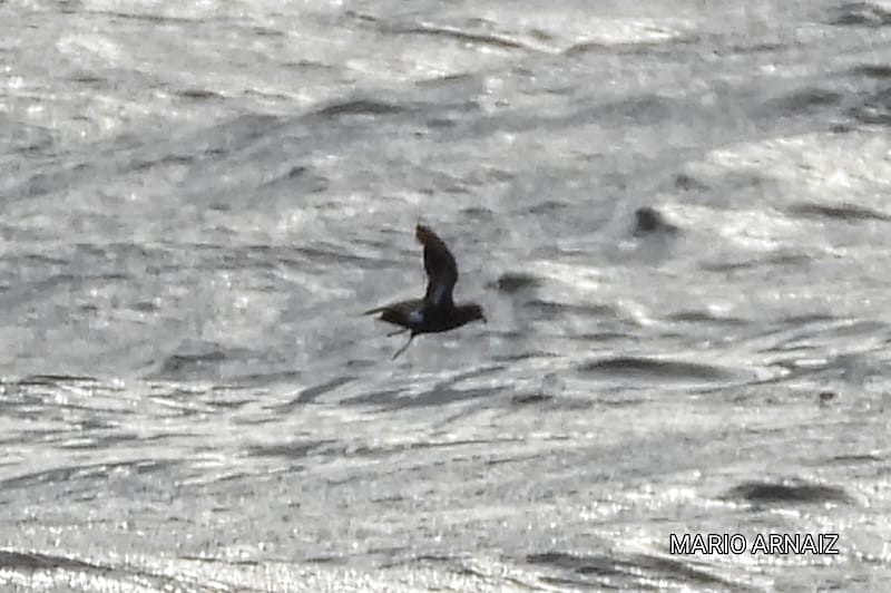 Wilson's Storm-Petrel - ML645448599