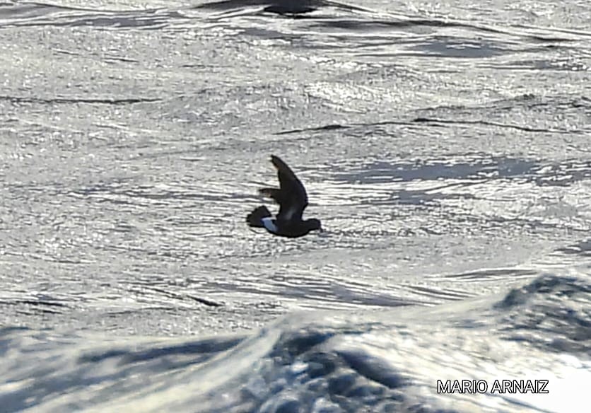 Wilson's Storm-Petrel - ML645448600