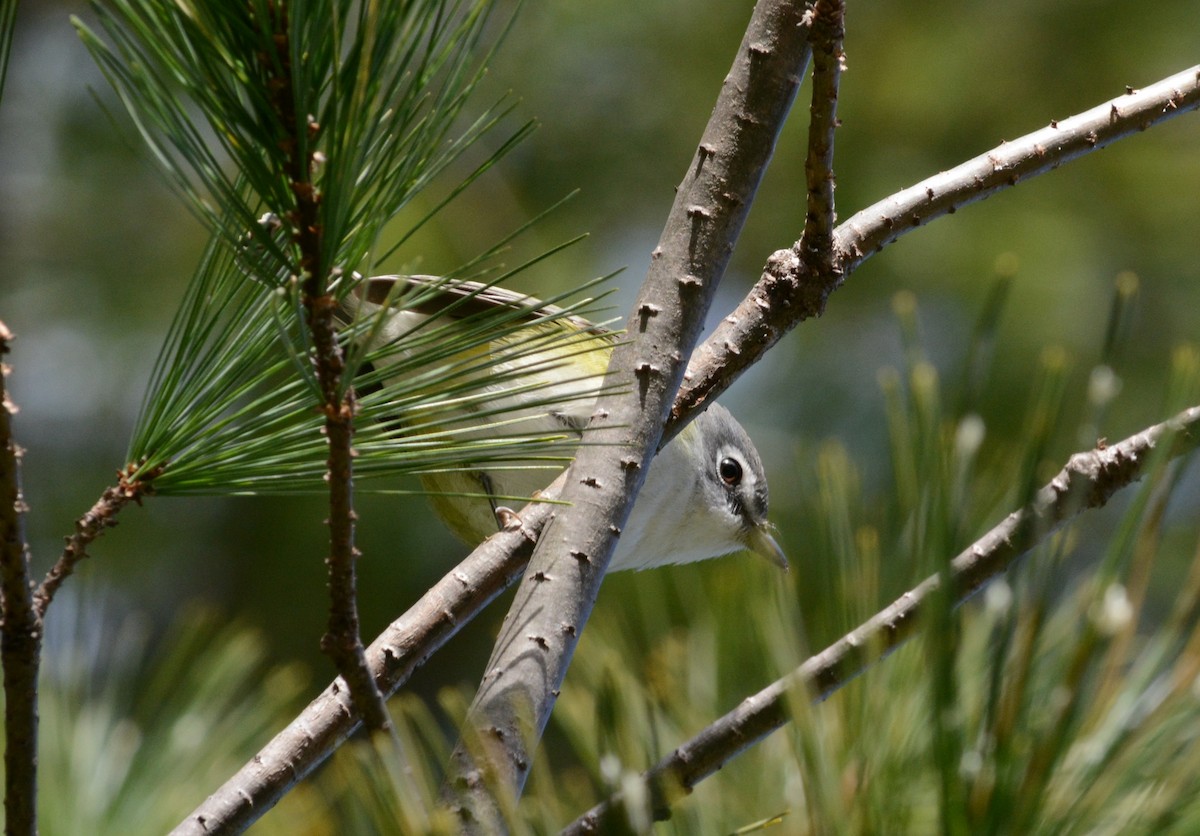 Blue-headed Vireo - ML645448603