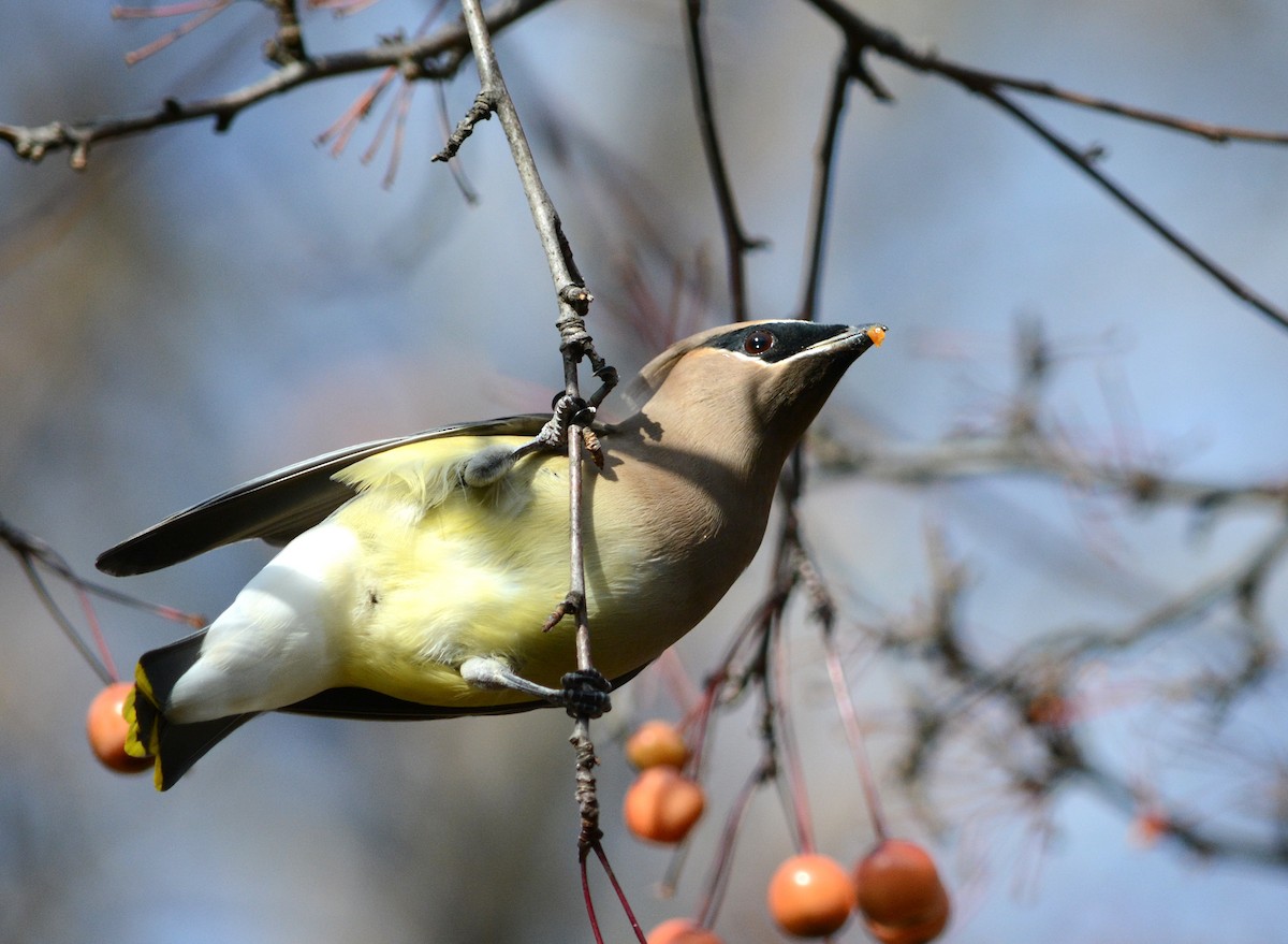 Cedar Waxwing - ML645448604
