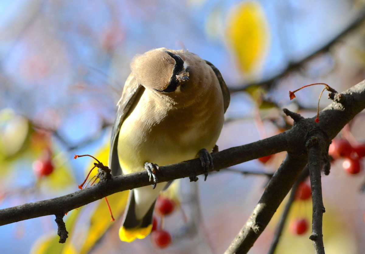 Cedar Waxwing - ML645448605