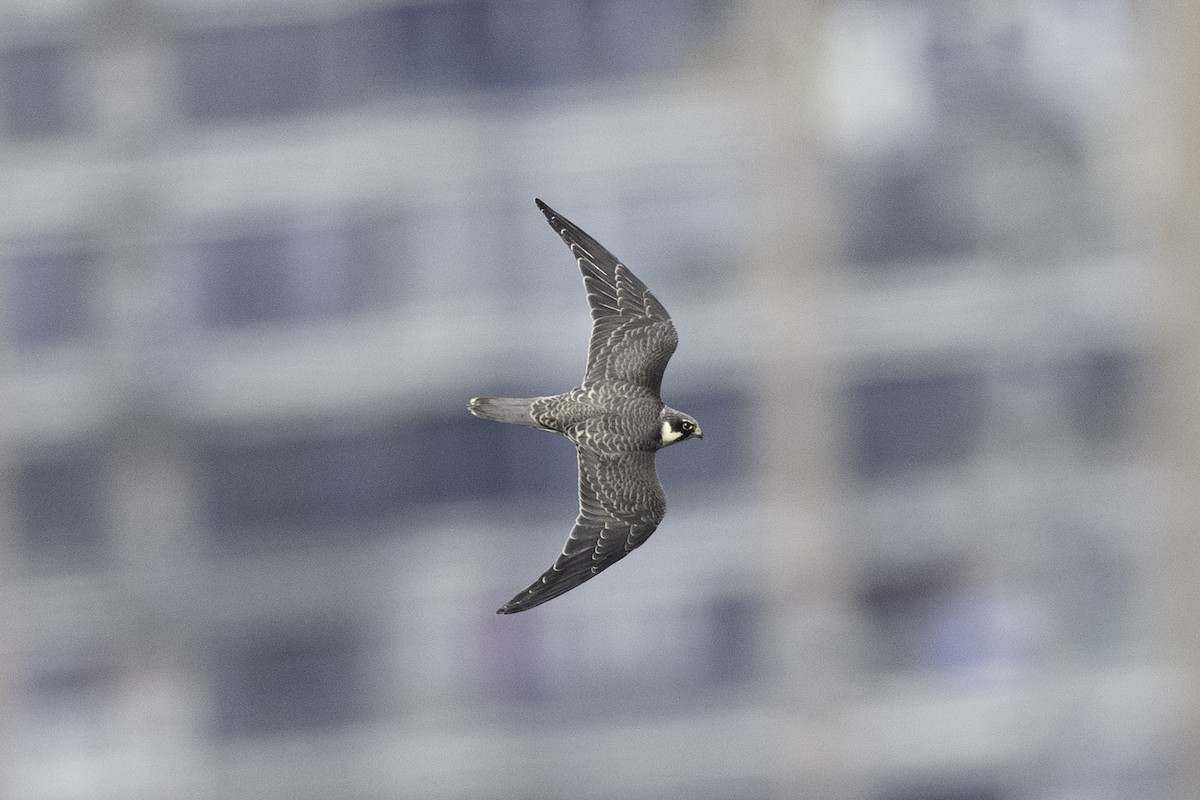 Шууман шонхор - ML645448608