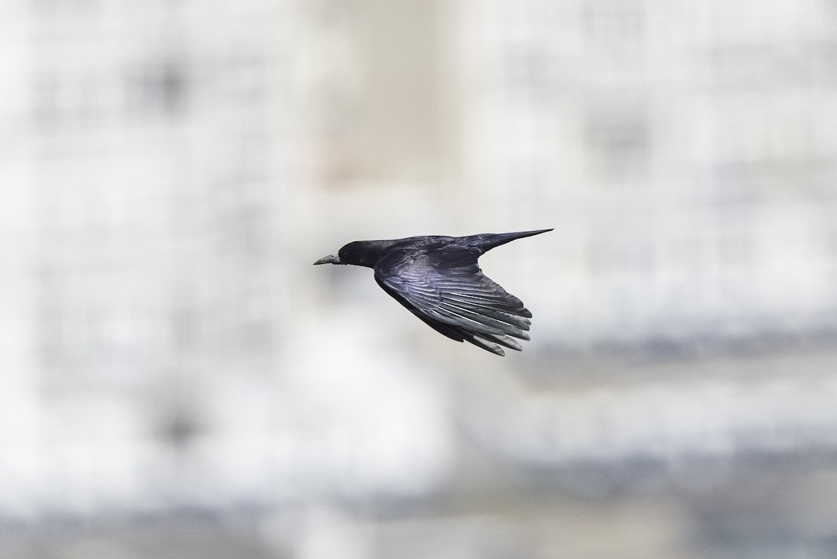 Ekin Kargası - ML645448609