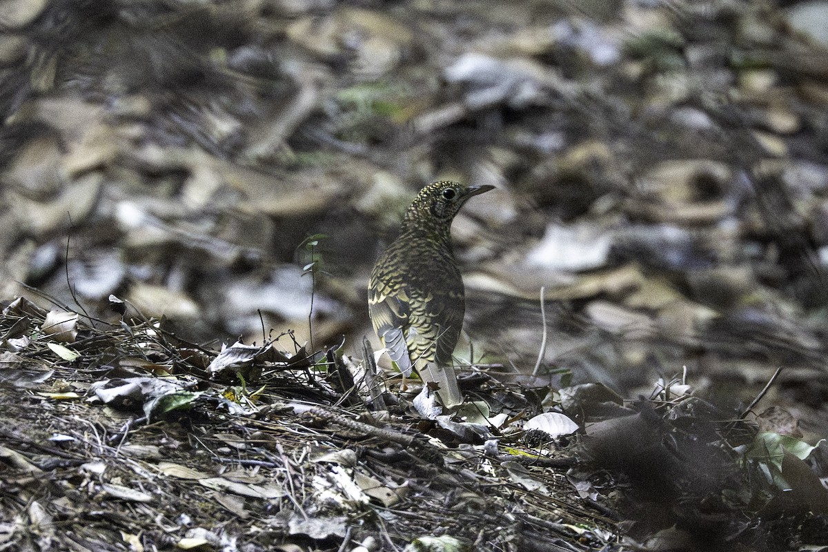 Алаг хөөндэй - ML645448617