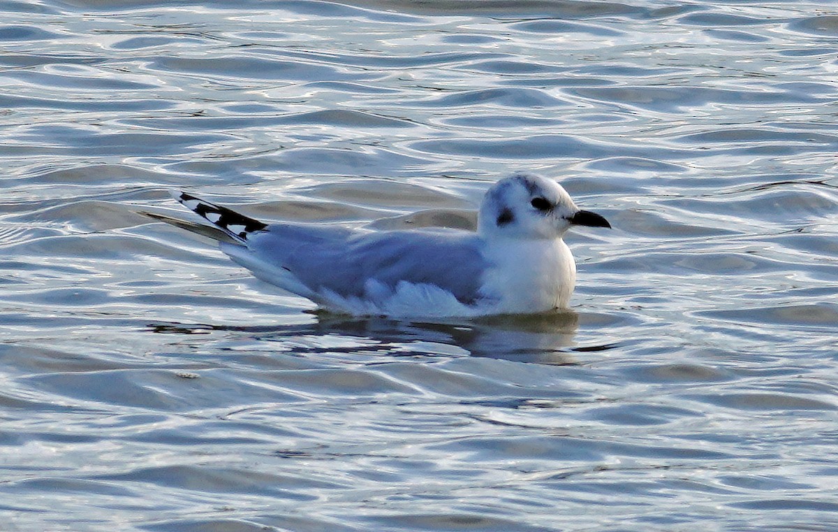 gulehavsmåke - ML645448622