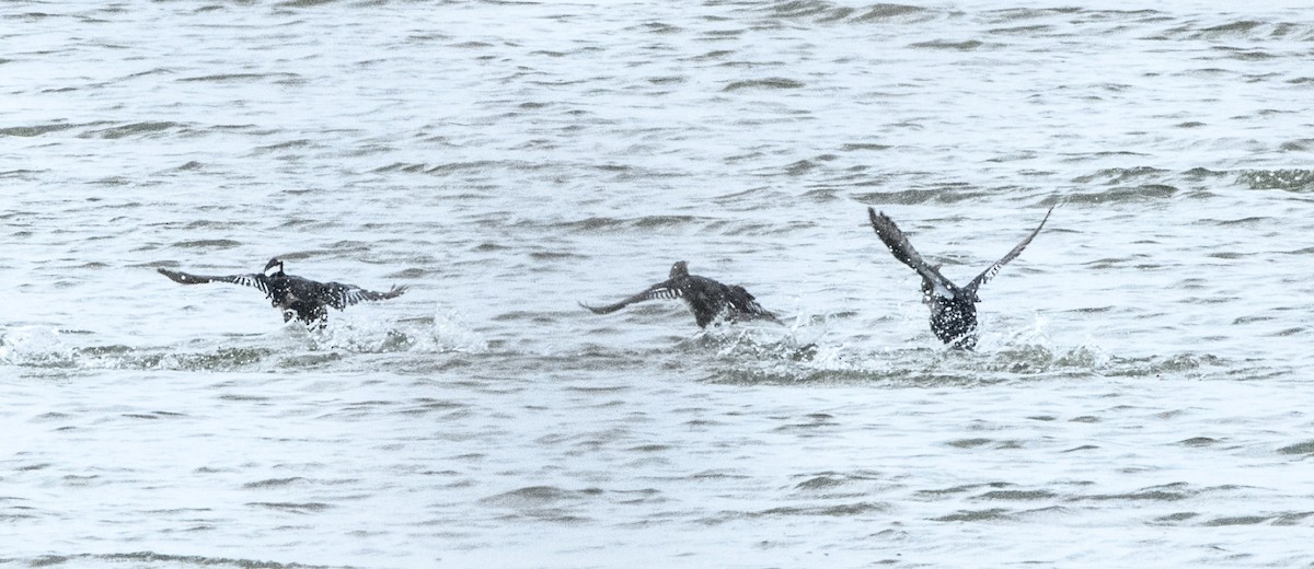 Hooded Merganser - ML645448627