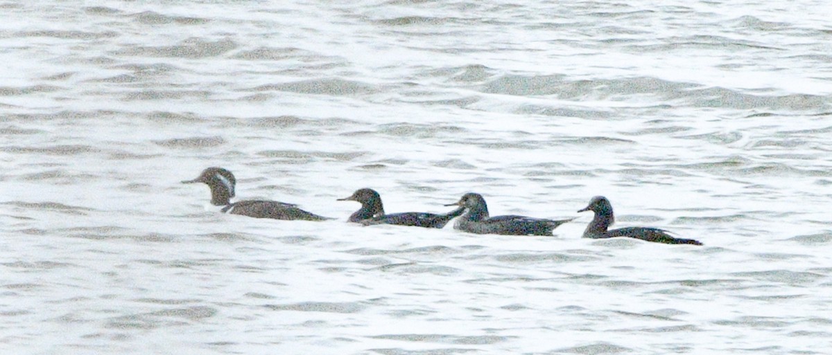 Hooded Merganser - ML645448629