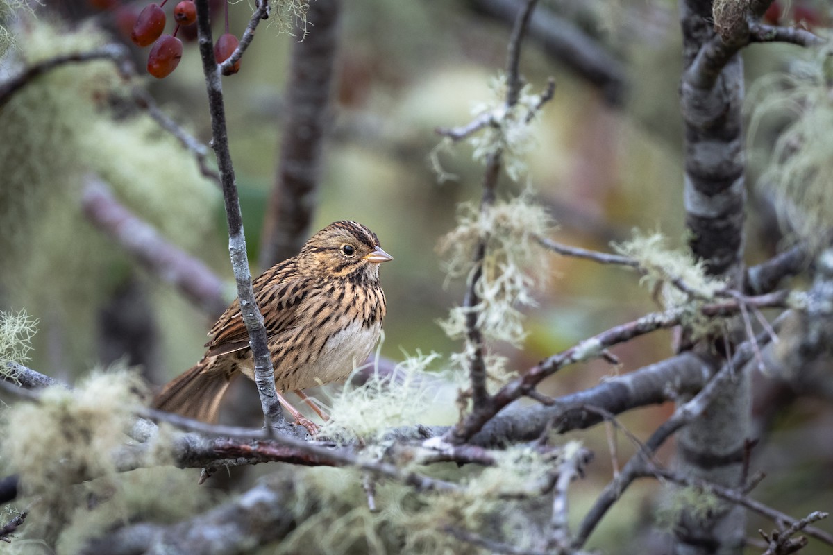 Lincoln's Sparrow - ML645448635
