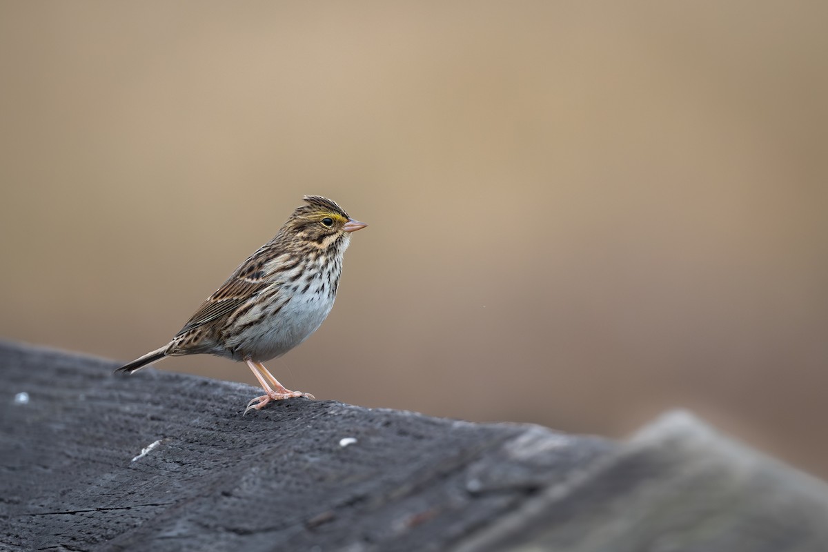 Пасовник савановий - ML645448638