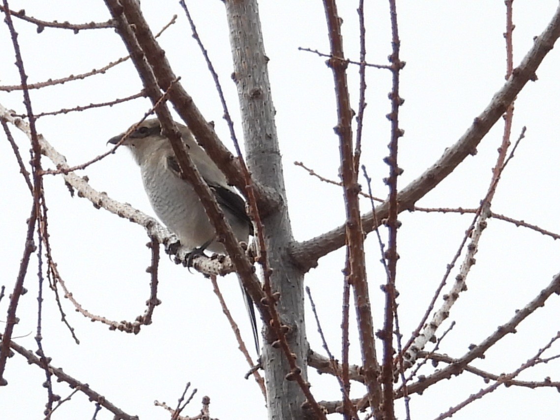 ťuhýk severní - ML645448640