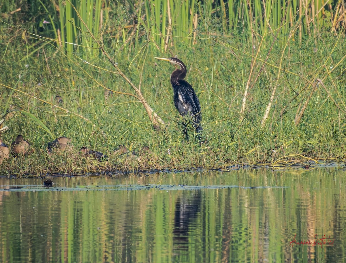 orientslangehals - ML645448641