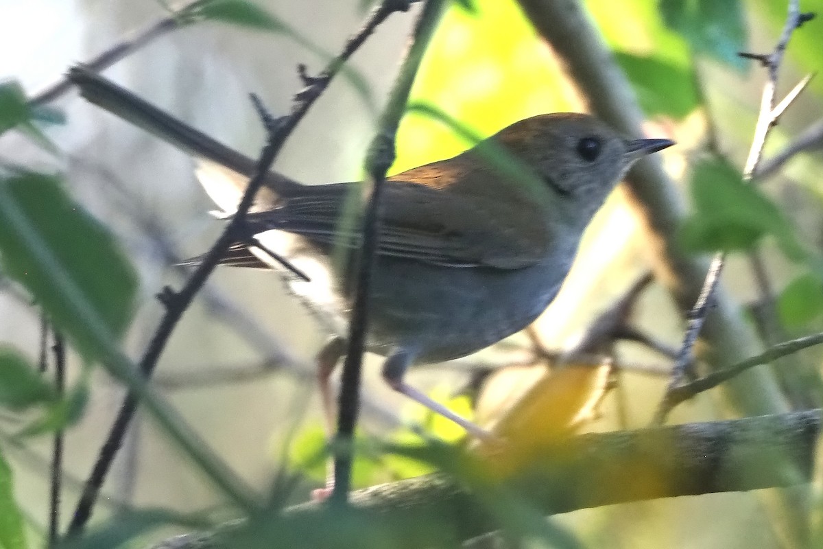 Russet Nightingale-Thrush - ML645448648