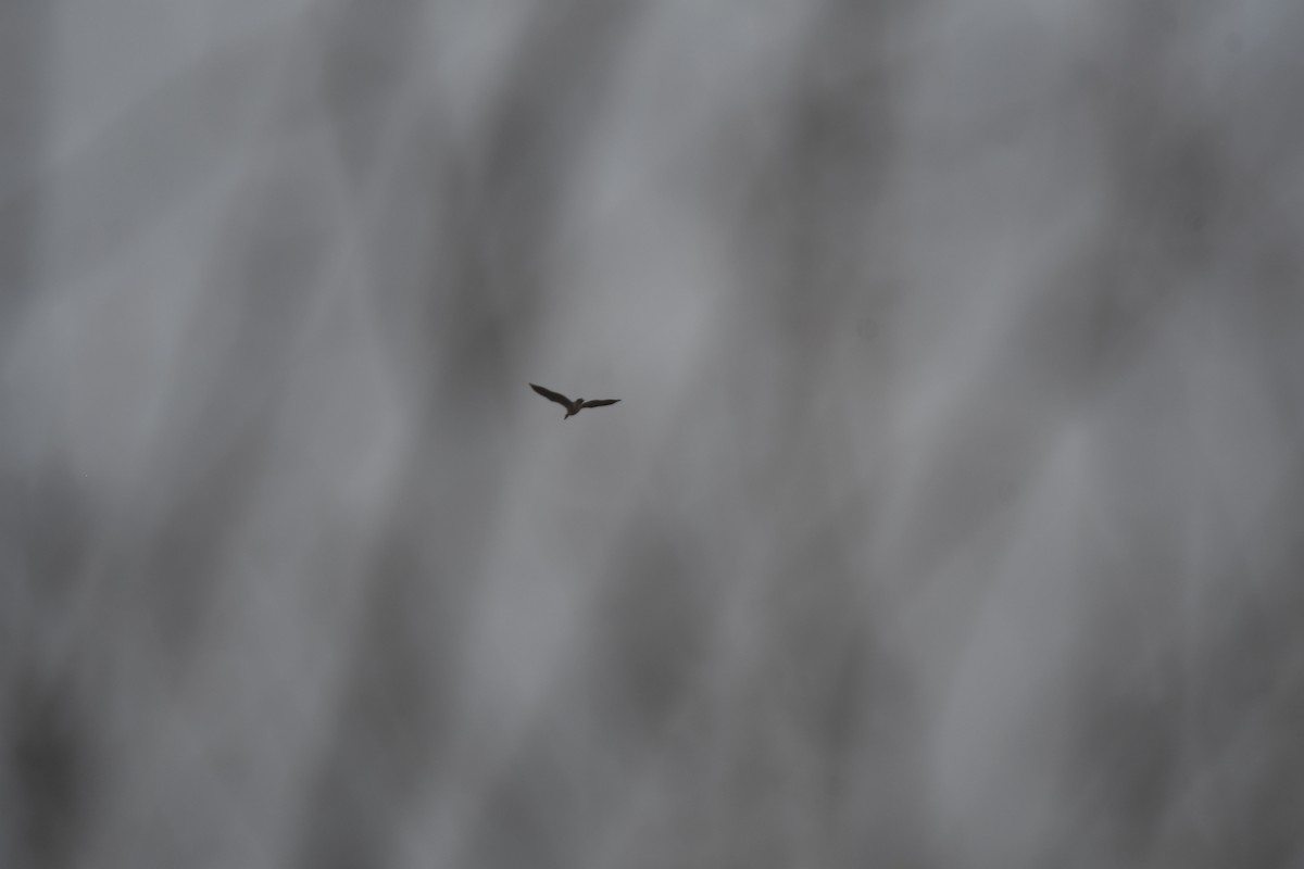 Canada Goose - ML645448658