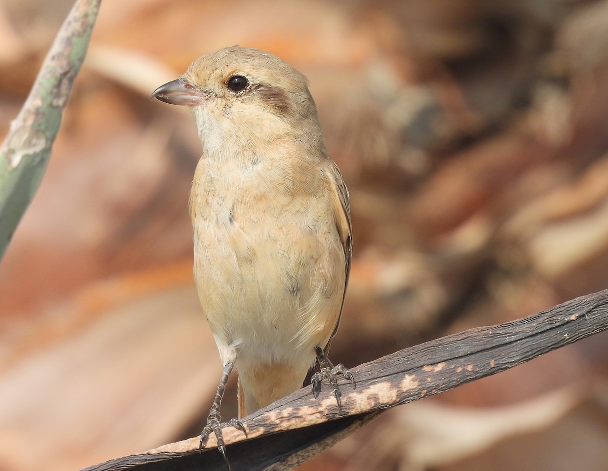 isabellavarsler - ML645448663