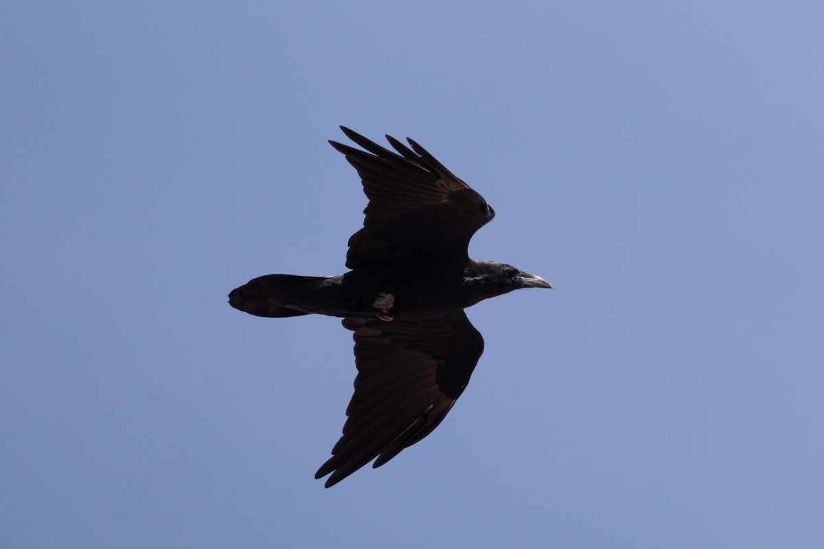 Крук звичайний - ML645448670