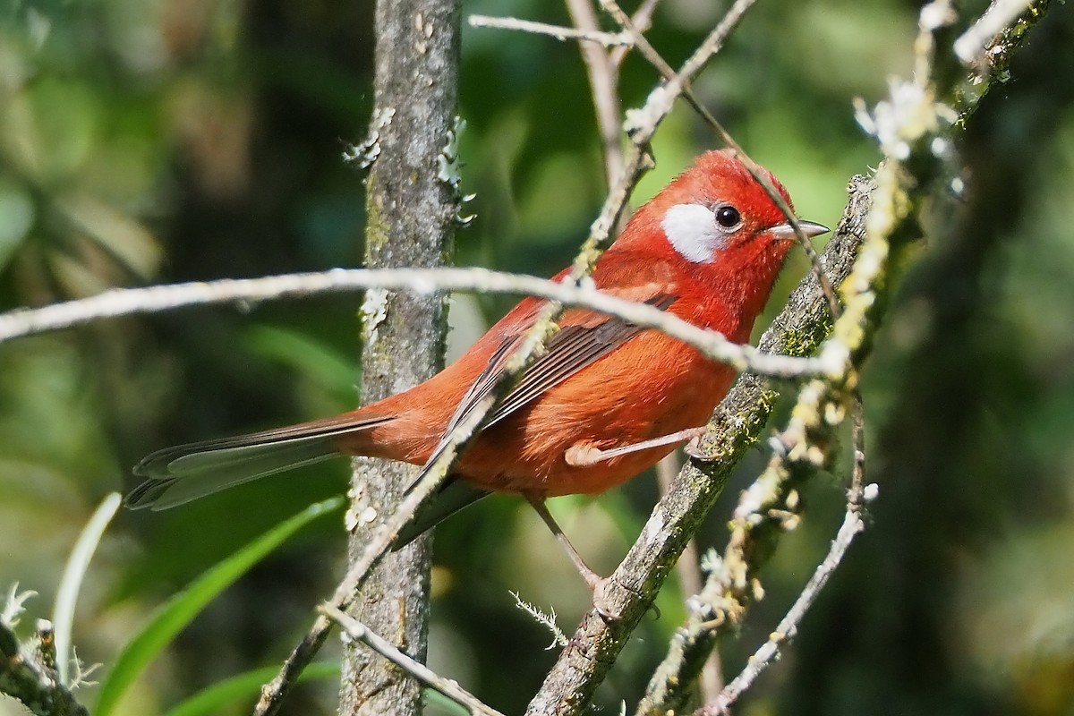 Red Warbler (White-cheeked) - ML645448678