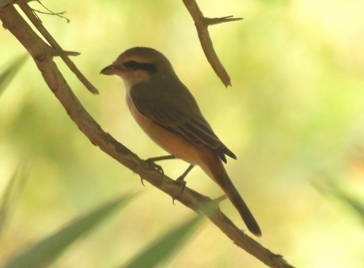 isabellavarsler - ML645448681