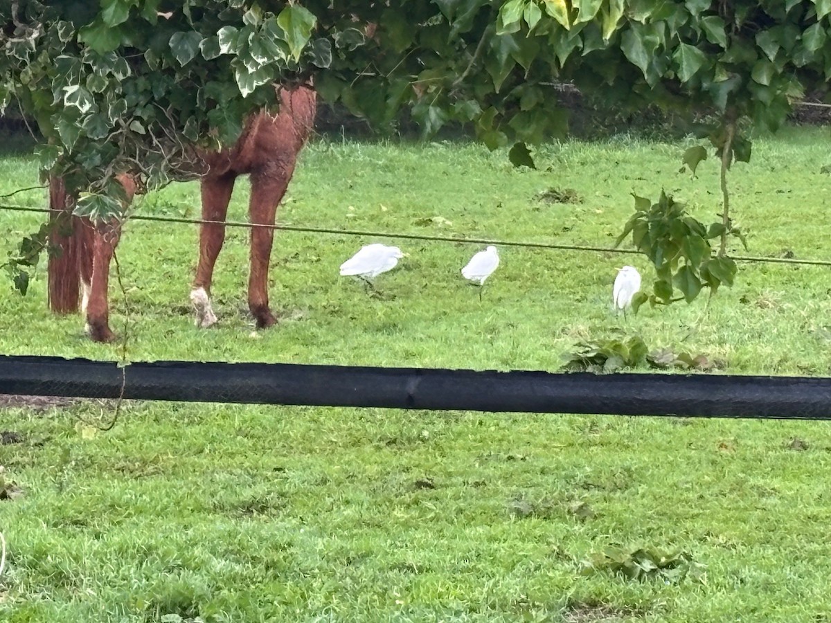 Western Cattle-Egret - ML645448682