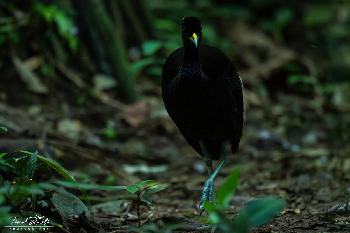 Агамі білокрилий - ML645448684