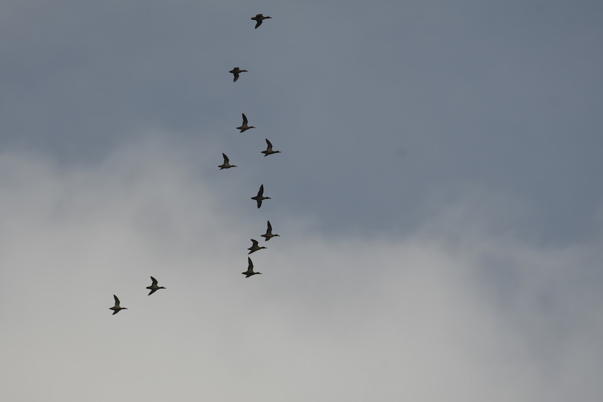 Cerceta Común - ML645448687