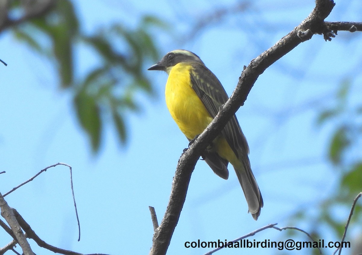 Бієнтевіо червоноголовий - ML645448688