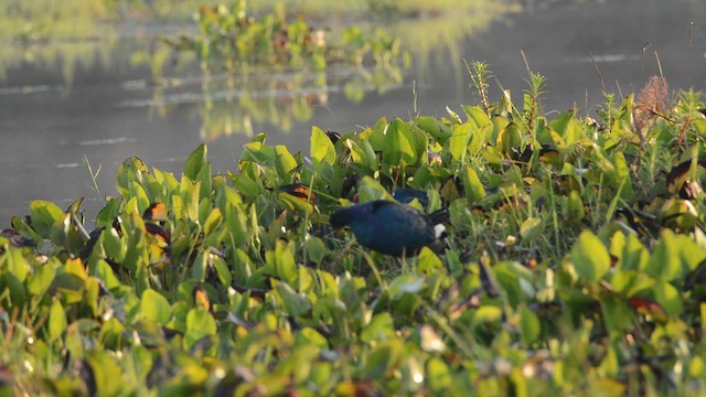 Gri Başlı Sazhorozu - ML645448689