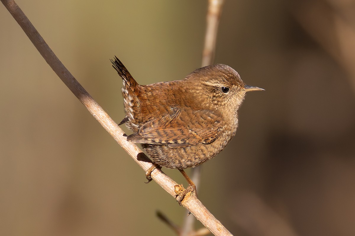 Волове очко - ML645448690