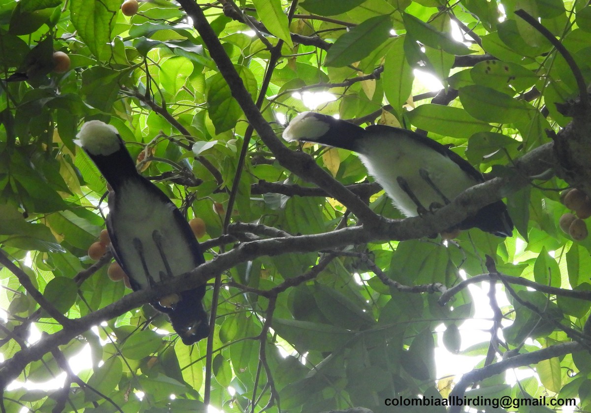 Пая синьоброва - ML645448691