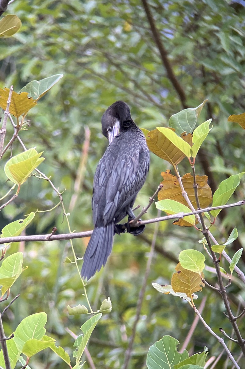 Баклан яванський - ML645448693