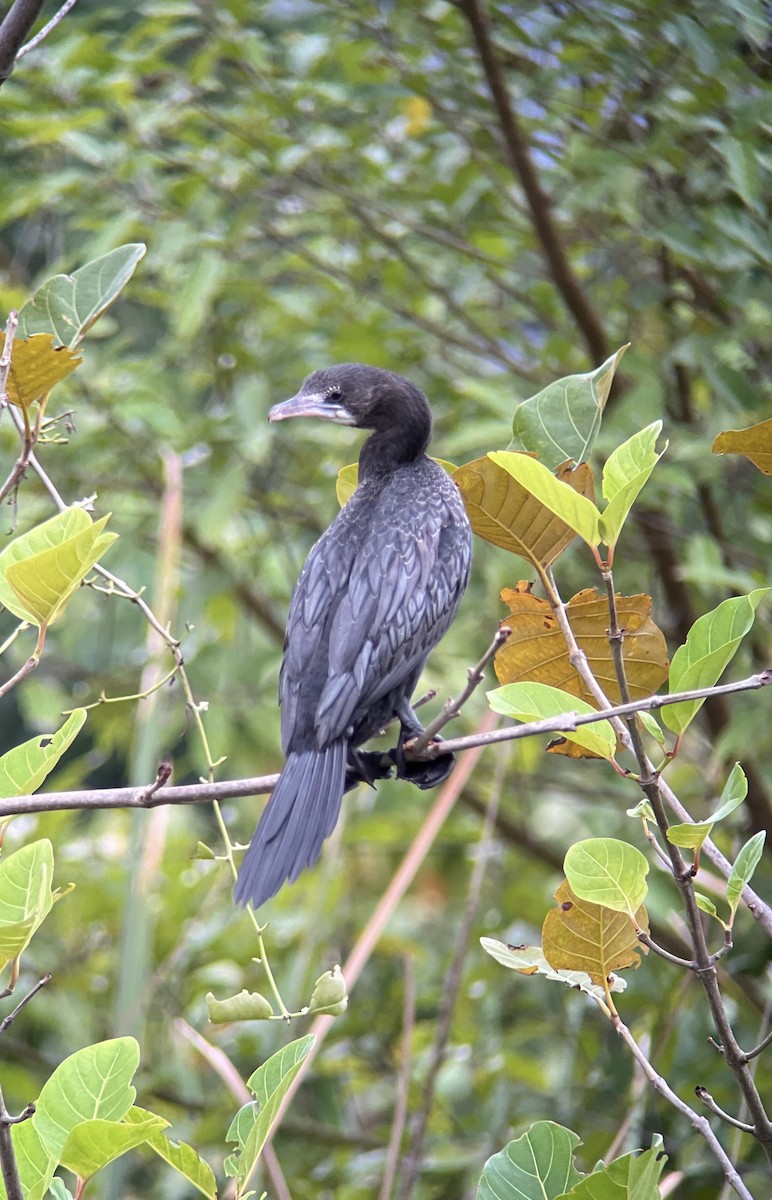 Баклан яванський - ML645448694