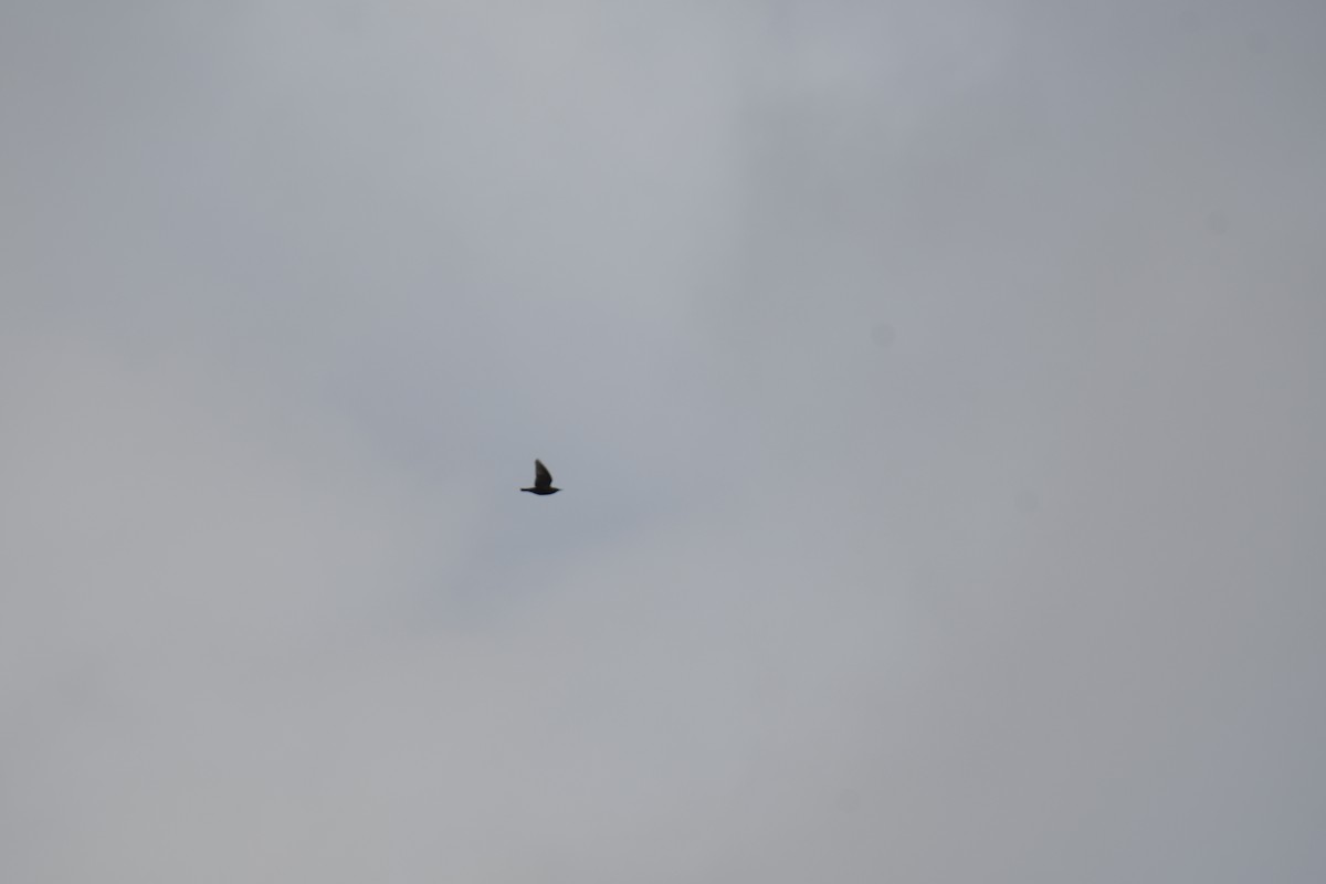 Шпак звичайний - ML645448695