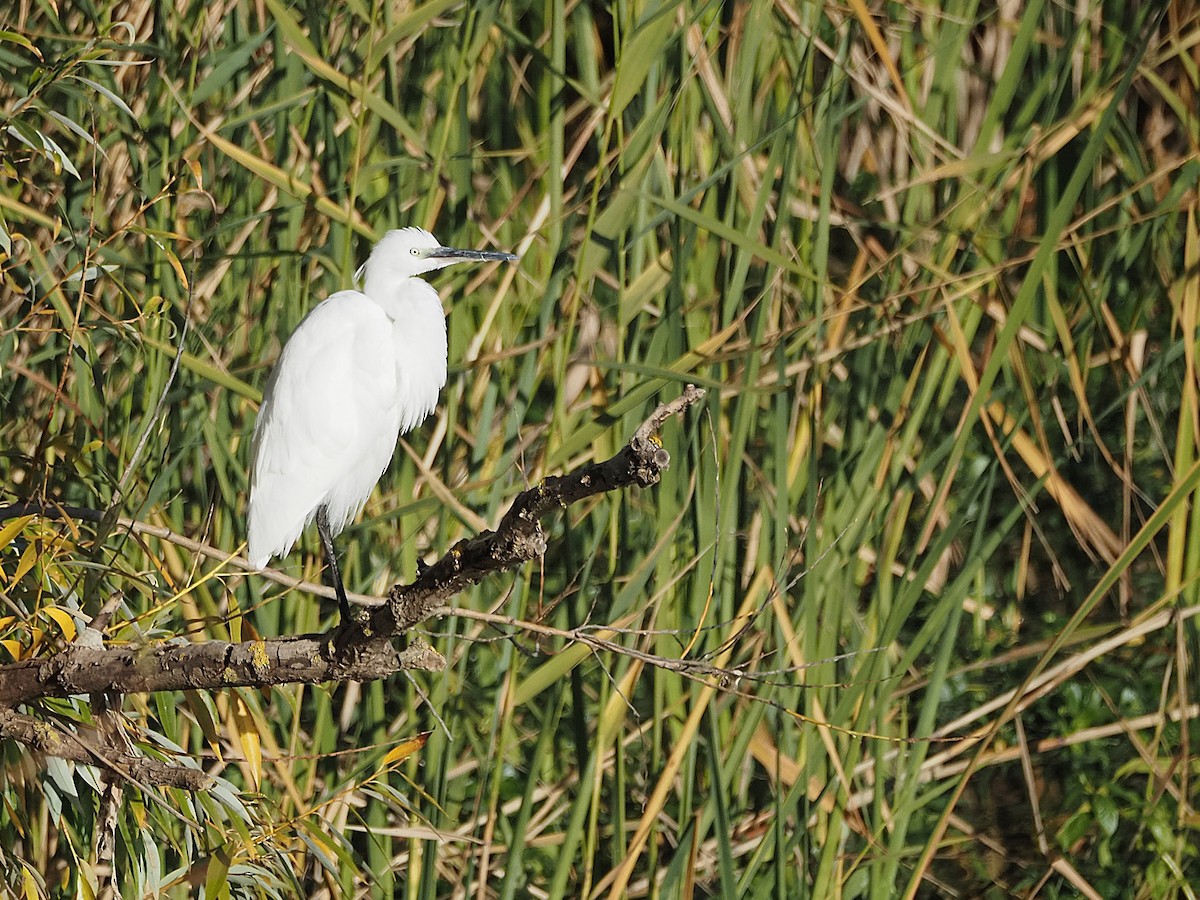 Чепура мала - ML645448696