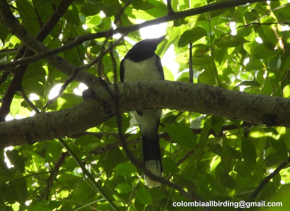 Пая синьоброва - ML645448701