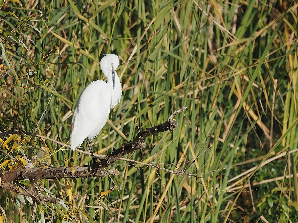 Чепура мала - ML645448702