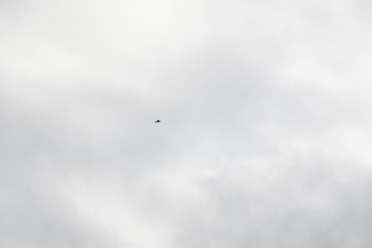 Голуб сизий (міський) - ML645448703