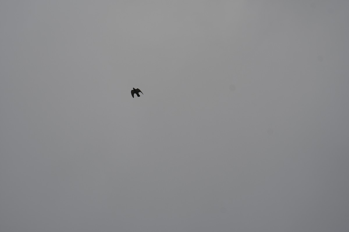 Голуб сизий (міський) - ML645448704