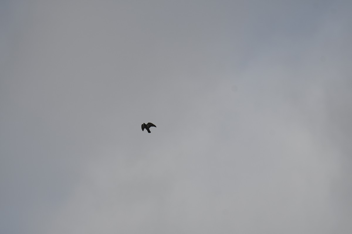 Голуб сизий (міський) - ML645448705