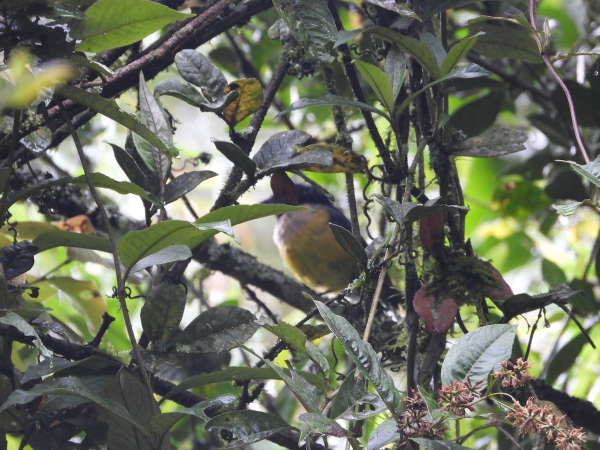 Buff-banded Mountain Tanager - ML645448706