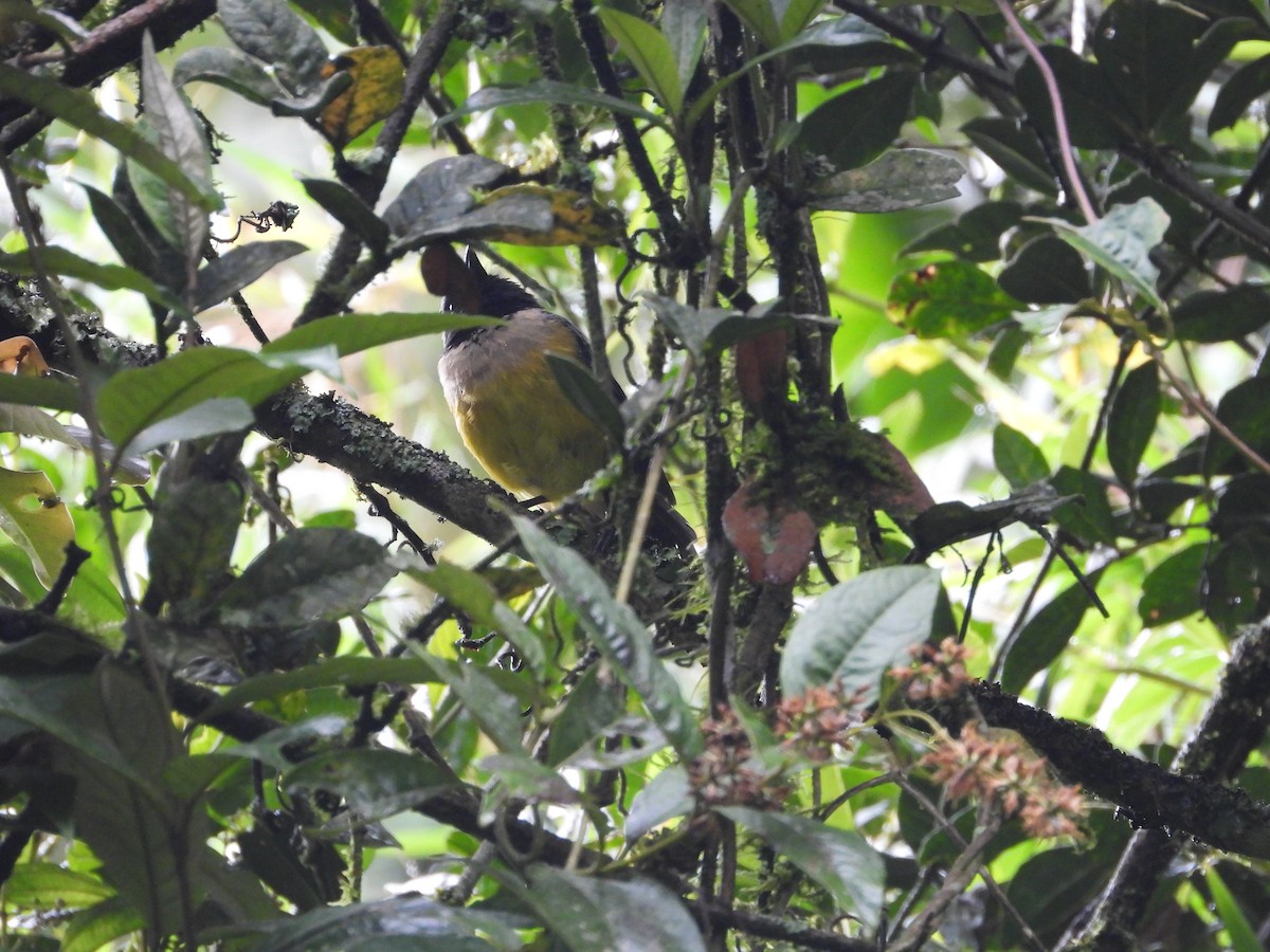 Buff-banded Mountain Tanager - ML645448708