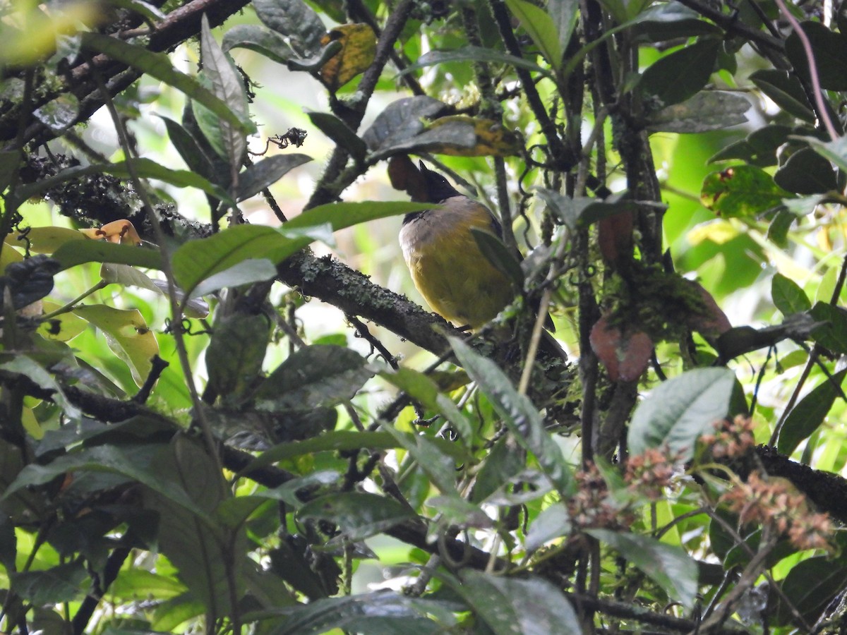 Buff-banded Mountain Tanager - ML645448709