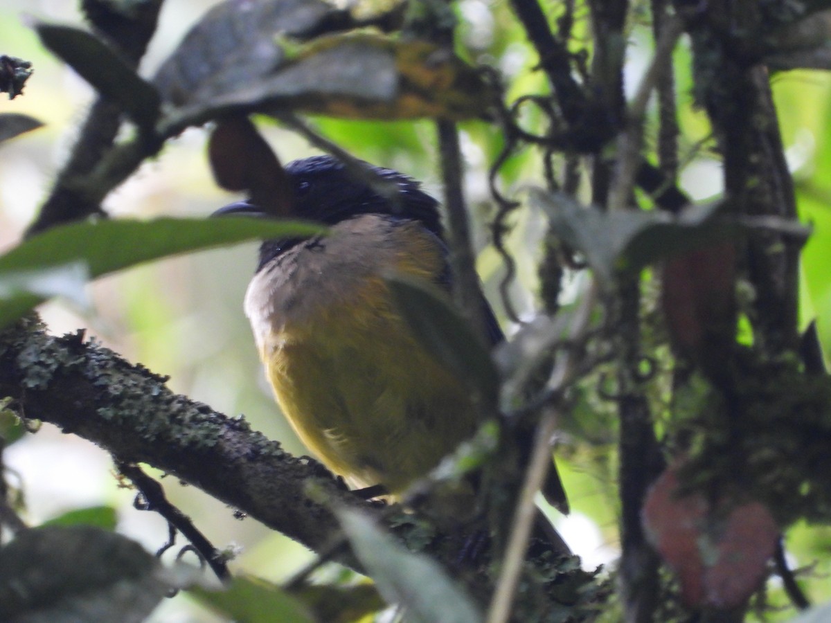 Buff-banded Mountain Tanager - ML645448710