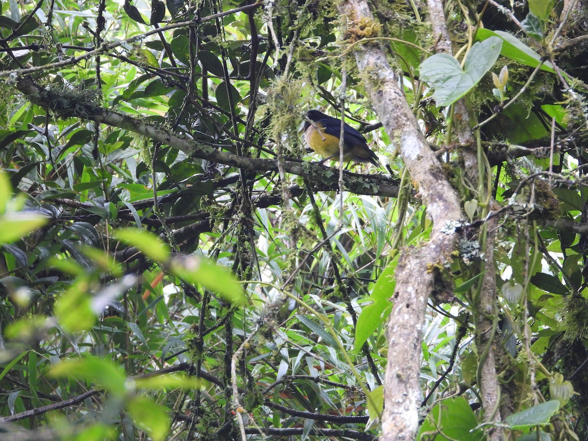 Buff-banded Mountain Tanager - ML645448711