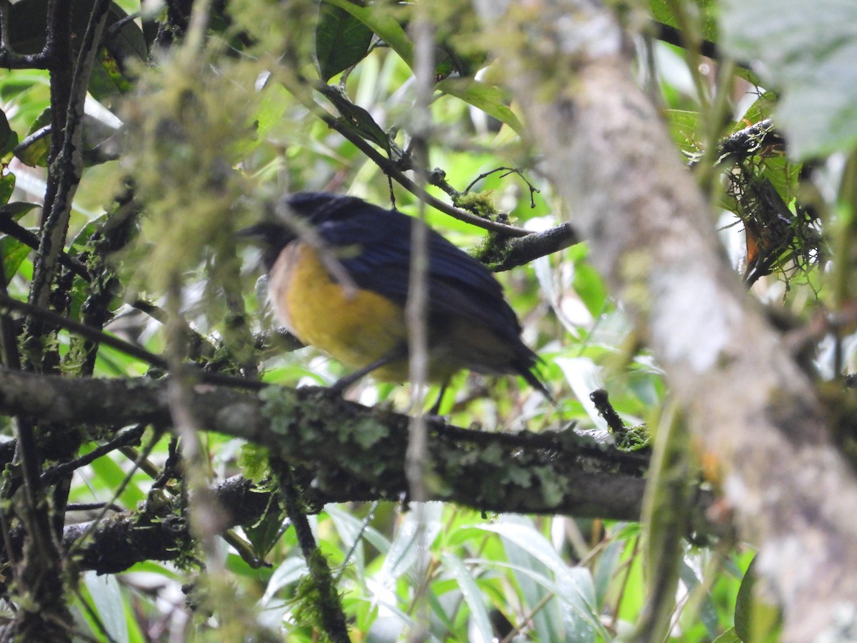 Buff-banded Mountain Tanager - ML645448712