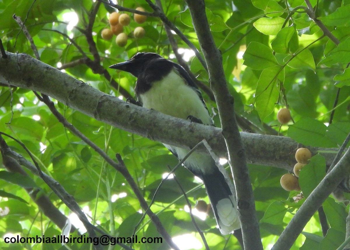 Пая синьоброва - ML645448713