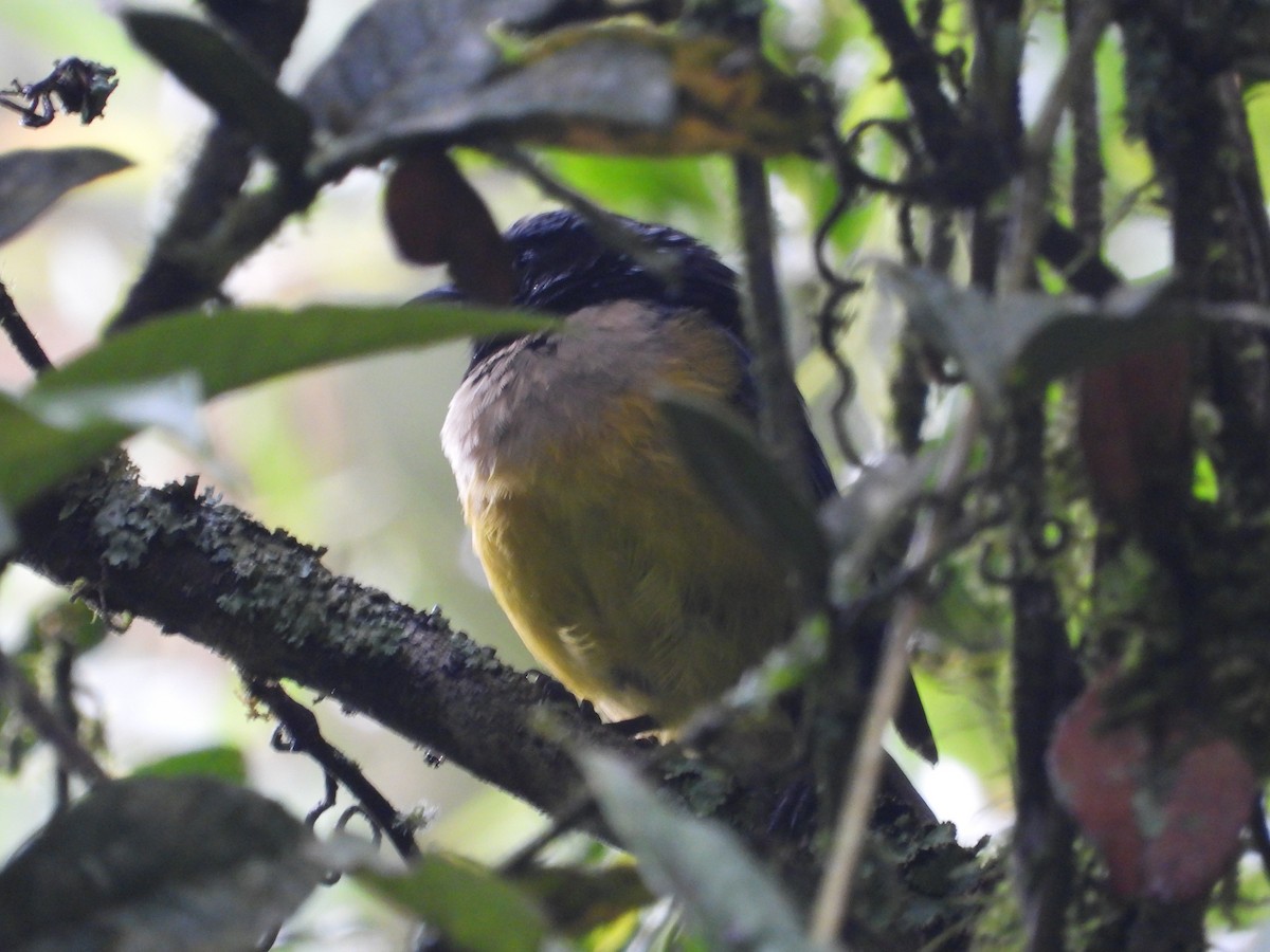 Buff-banded Mountain Tanager - ML645448714