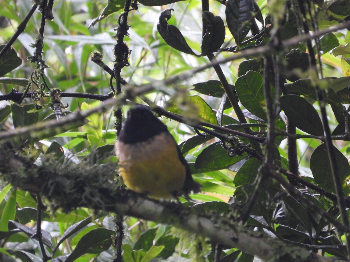 Buff-banded Mountain Tanager - ML645448715